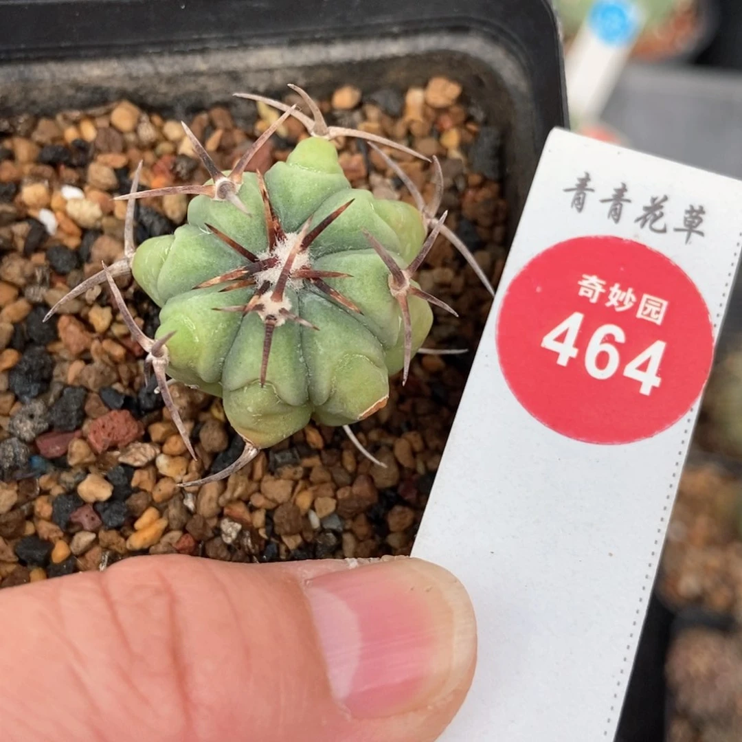 实生短黑刺平丸侧面有斑2.9cm