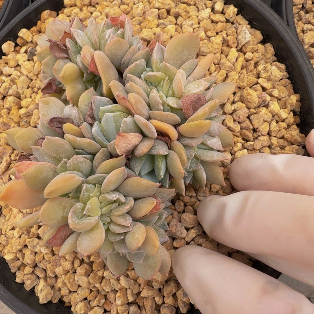 a a a a a a a a 122