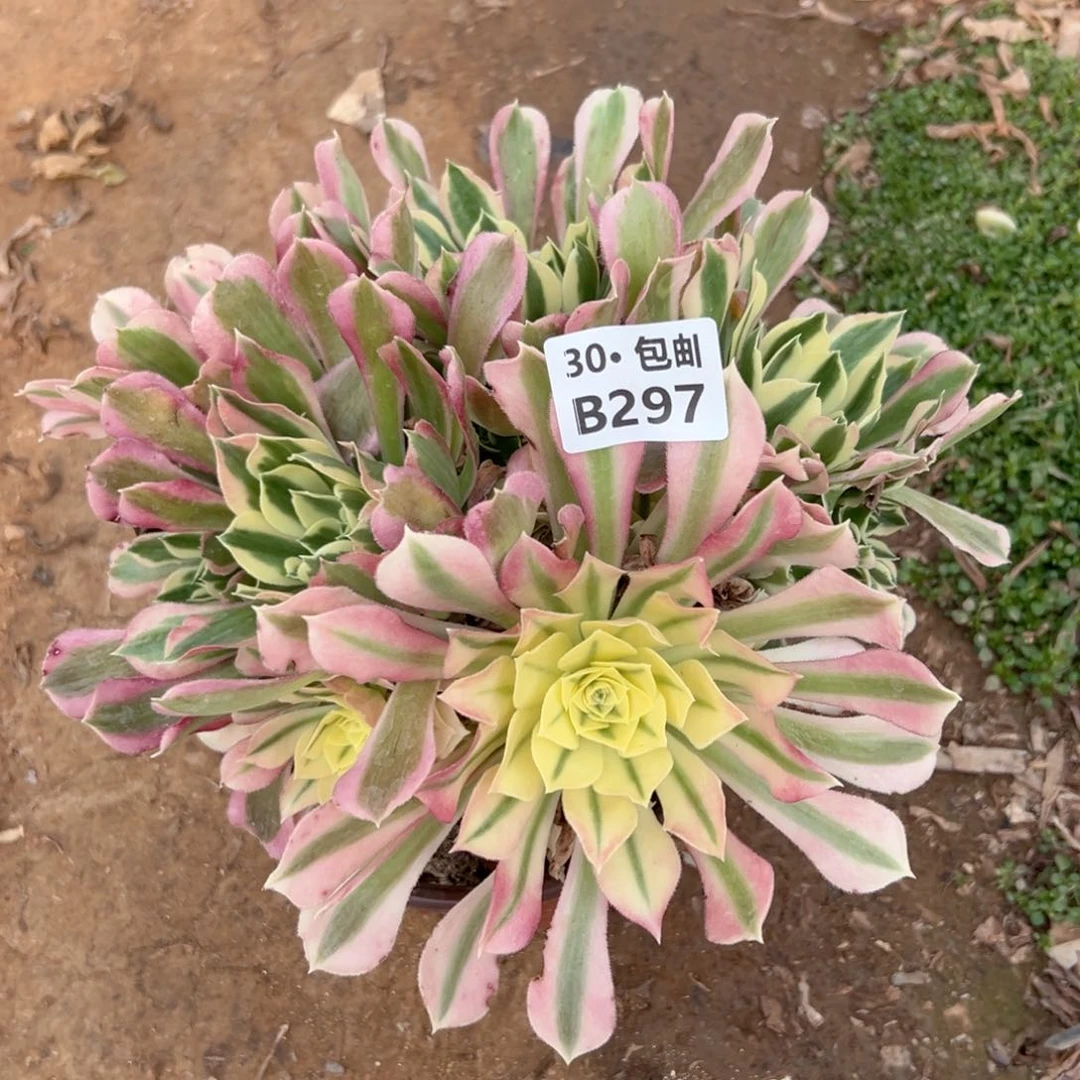 297 白凤多肉法师断枝不包