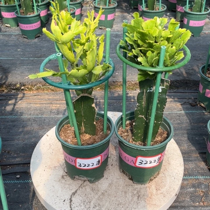 莲***世当前无花栽培后可以开花