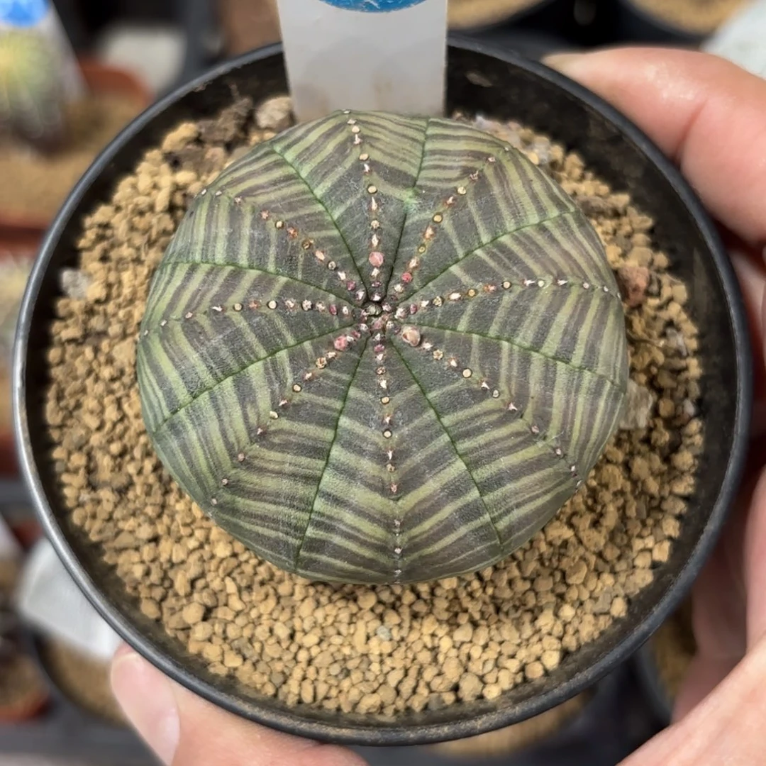 426实生欧版布纹球带盆带土