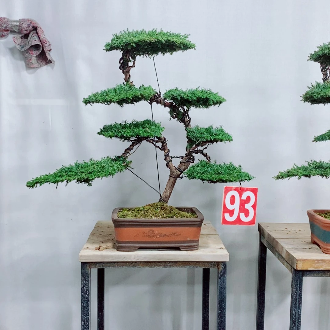 原生龙爪松盆景盆栽