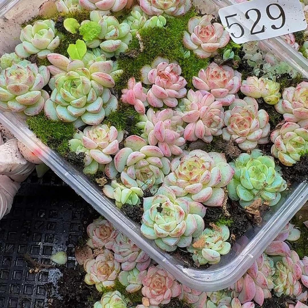 多肉植物多肉植物529