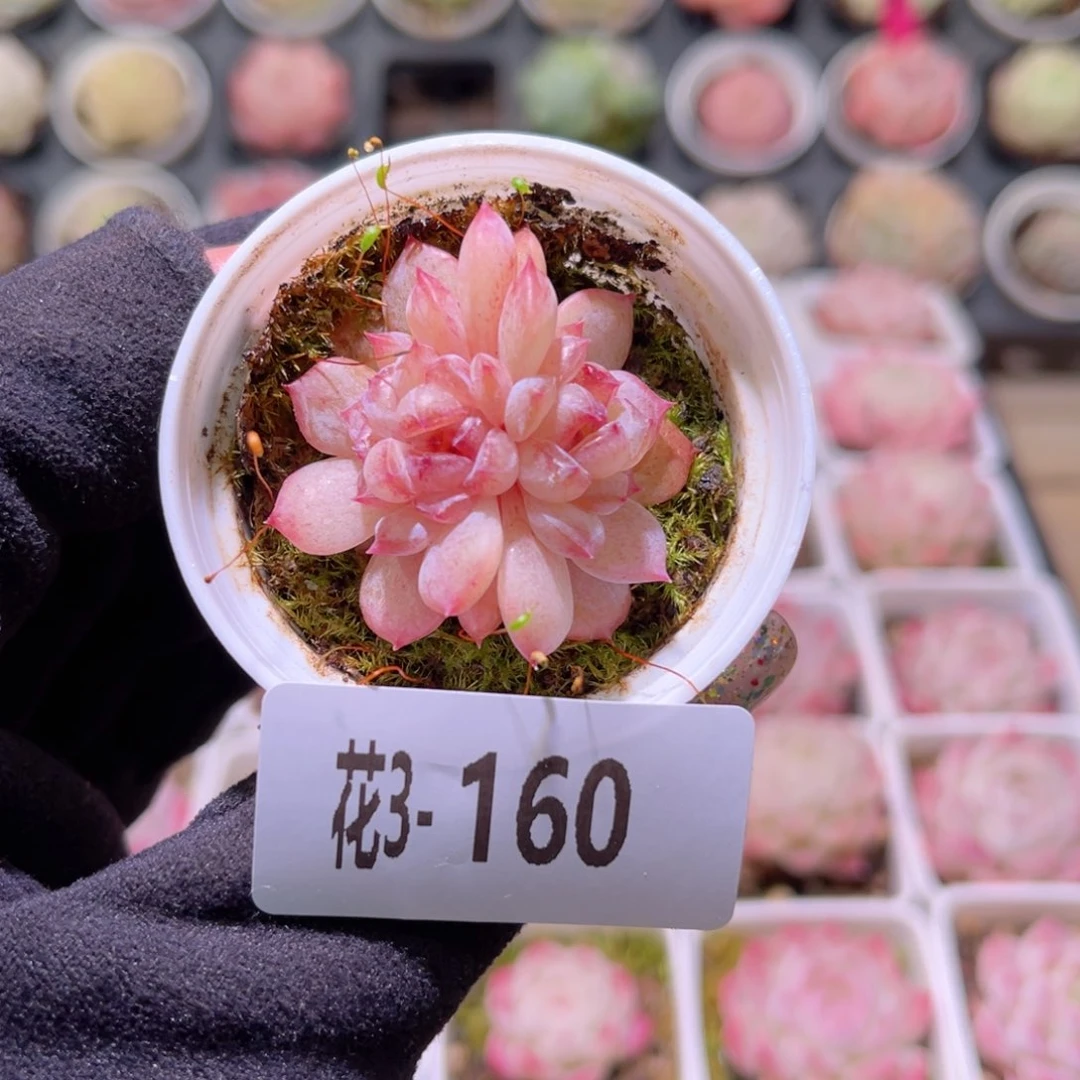 花利美3-160果汁