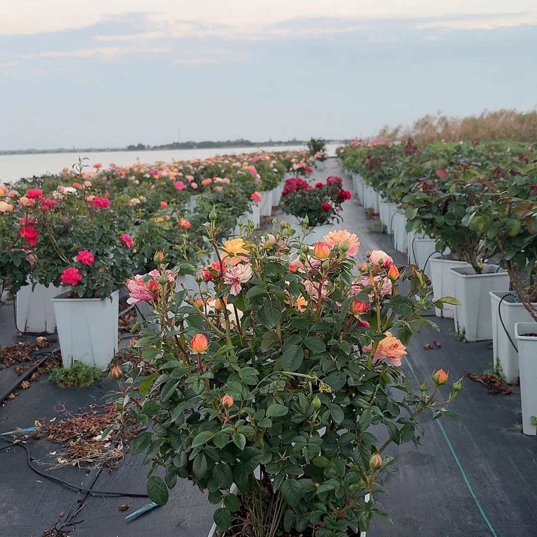 当前无花朵，栽培后可花朵837