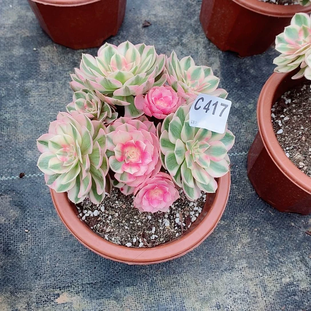 倾城417多肉1111小棵