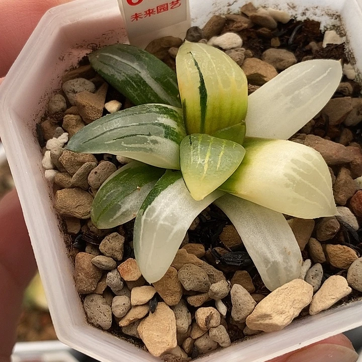 660阿房宫寿锦一物一拍