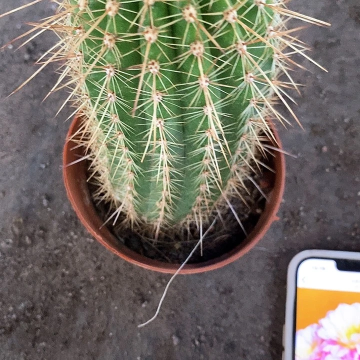 署光毛花毛花2467888