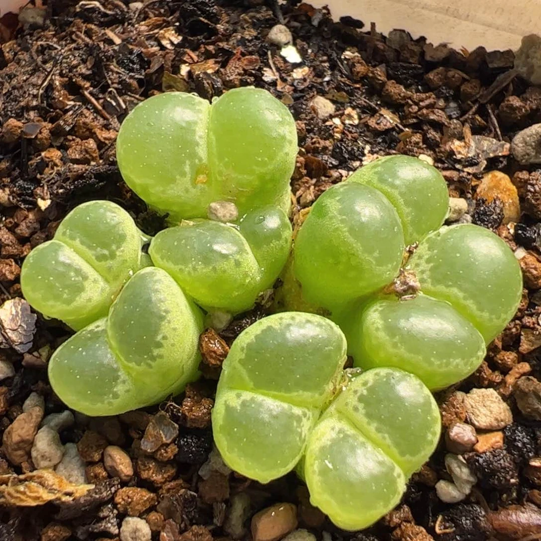 082多肉植物百科