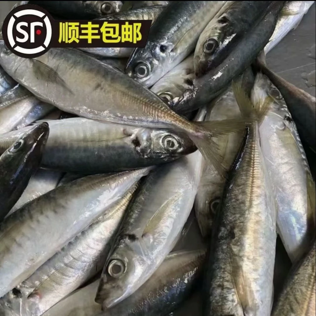 福建海捕巴浪鱼一条3两左右5斤到手15-17条顺丰次日达包邮