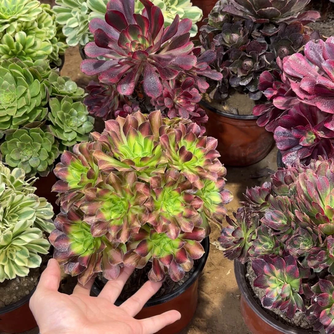 韶华法师9.9多肉植物