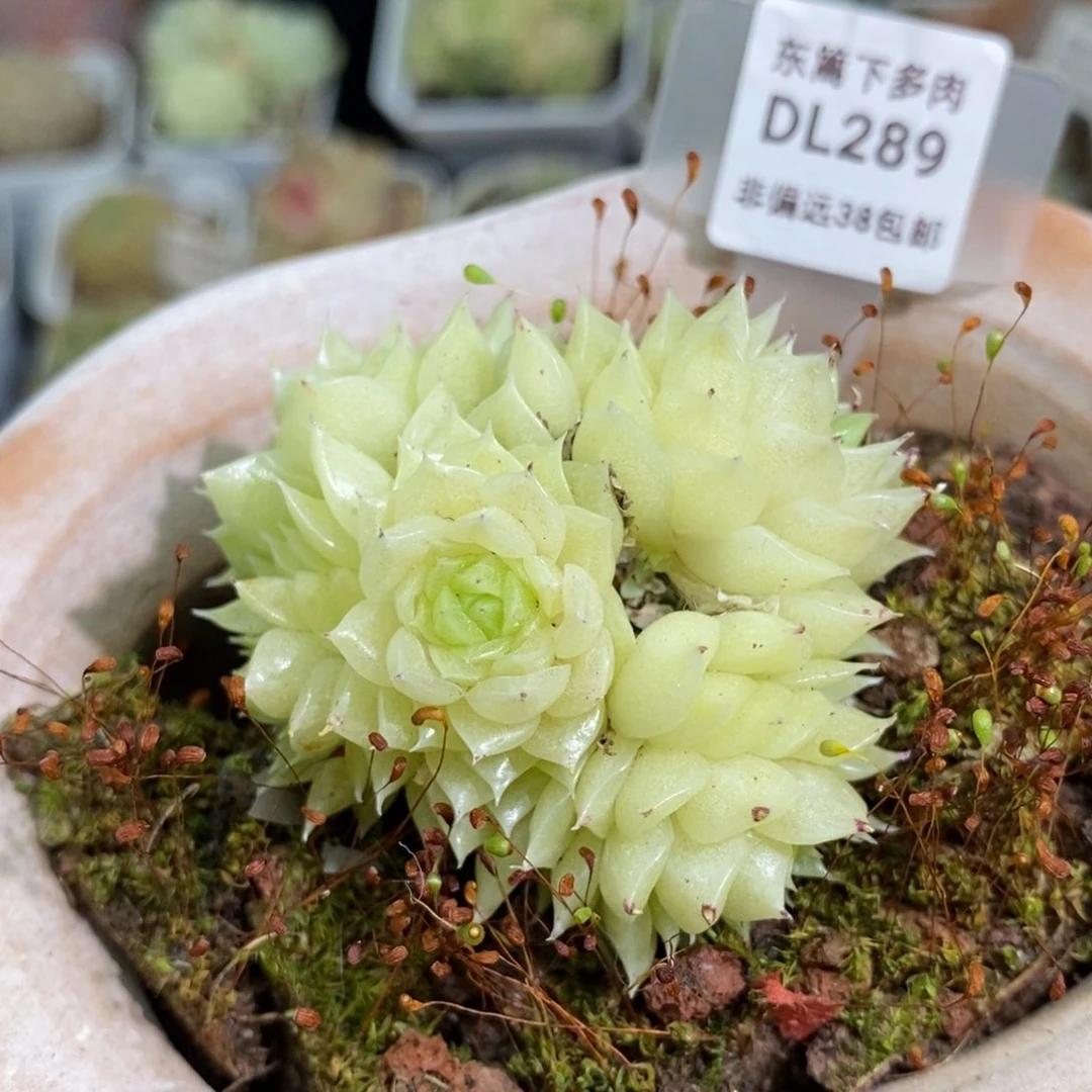 289东篱下多肉植物盆栽