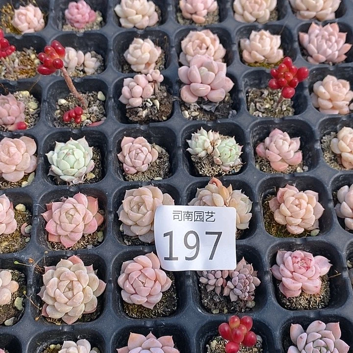 197 多肉植物盆栽花卉植物