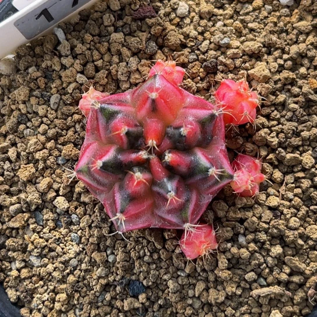 马卡龙 米哈仙人球