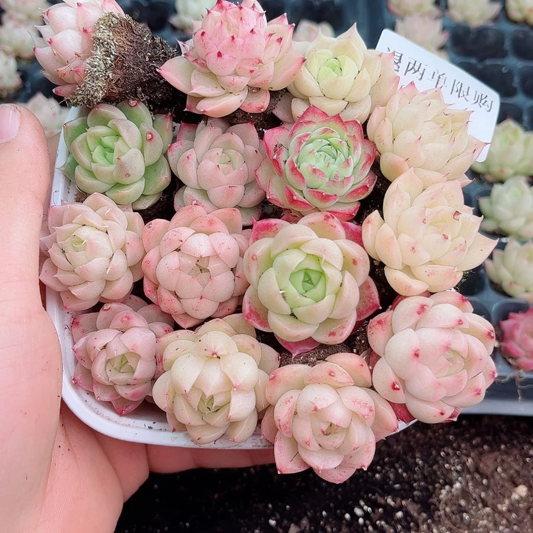 1-32 新疆西藏内蒙不发12.8包邮2-3公分多肉