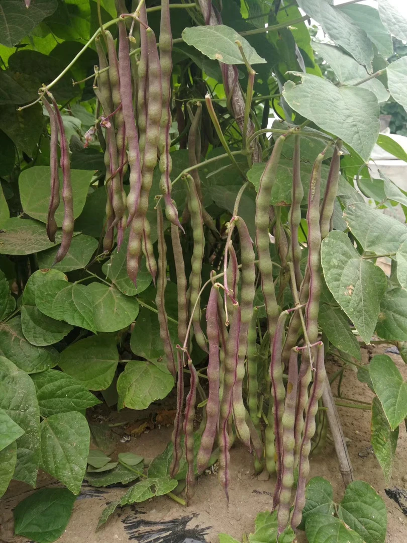 富连农十粒红妆圆扁高产肉厚无筋绿高产芸豆种子lz