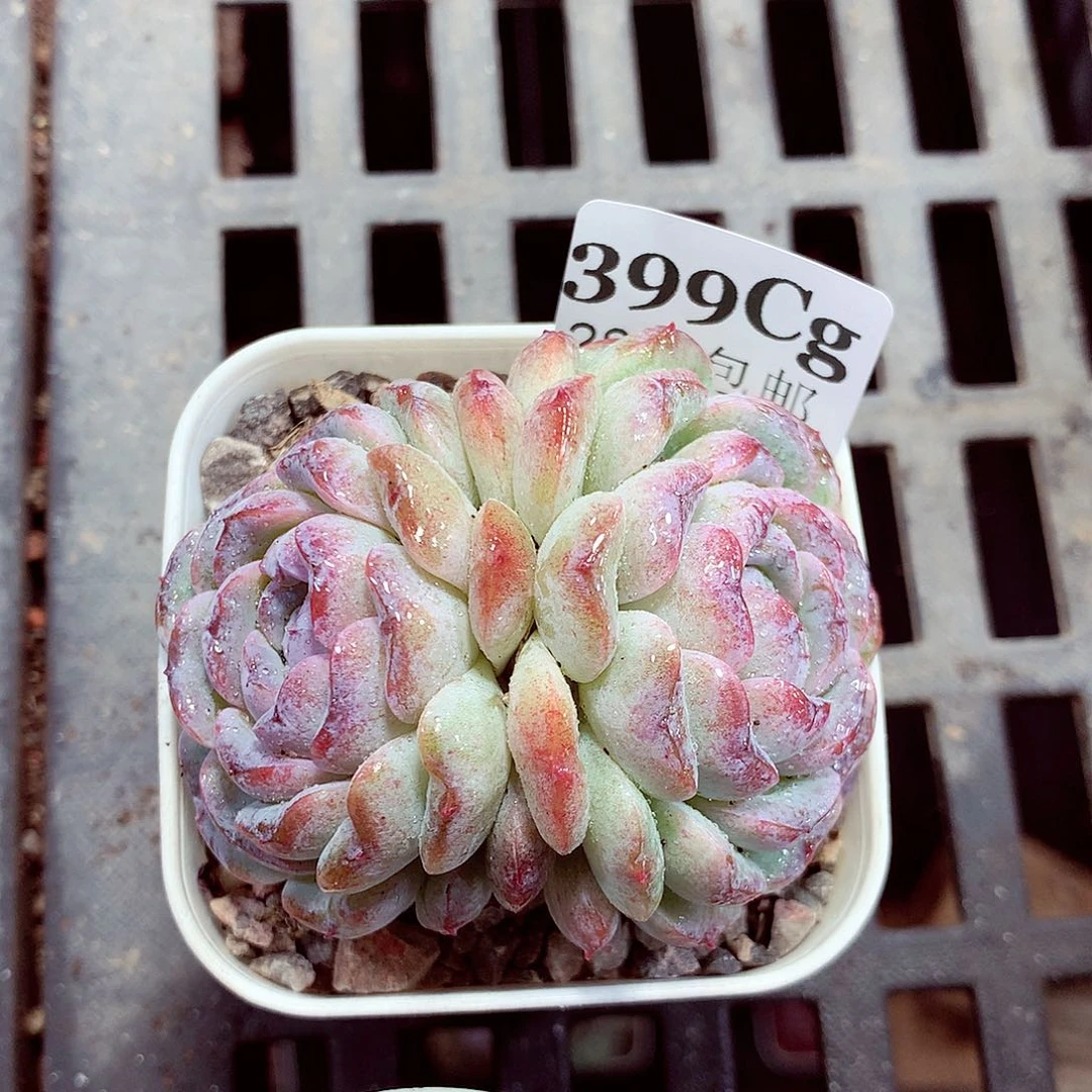 5厘米盆精控多肉399