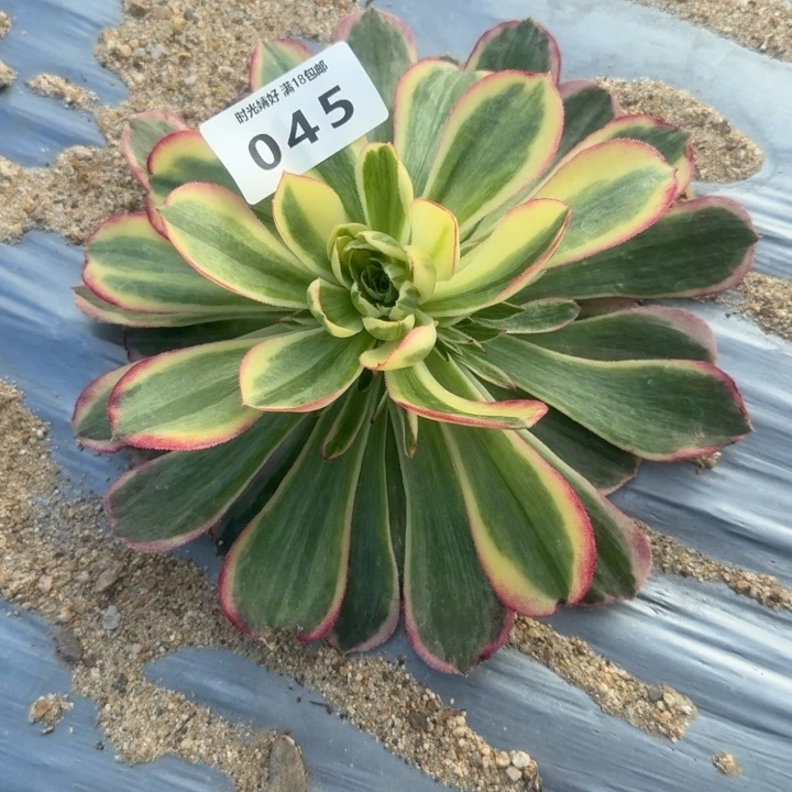 045玉芙蓉。多肉植物
