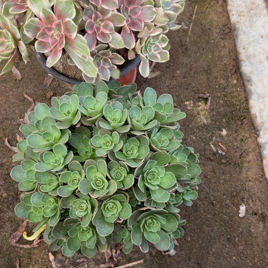 319多肉  2颗不包断头