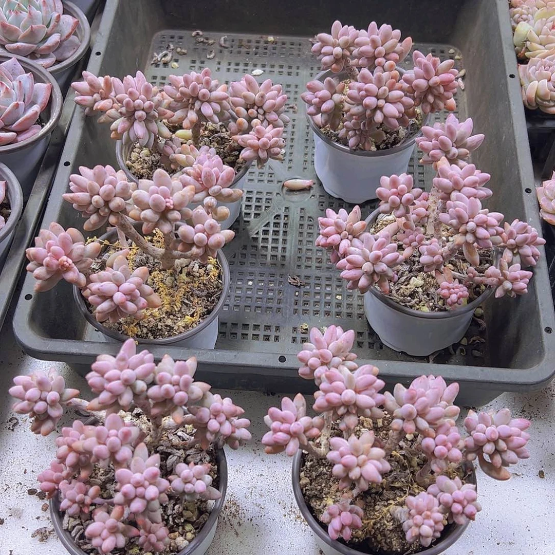 手指老桩群19包邮