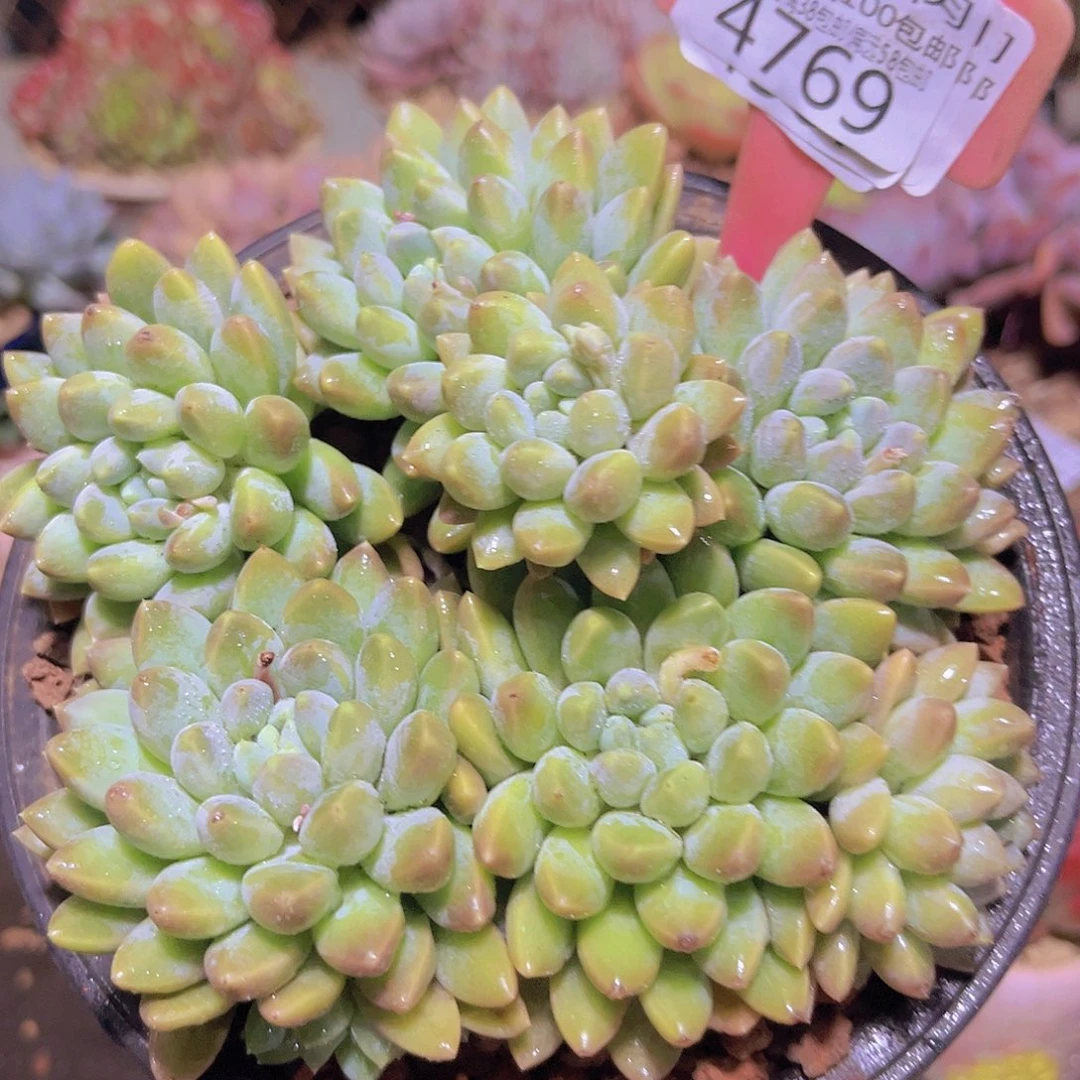 4769小叶奶糖。