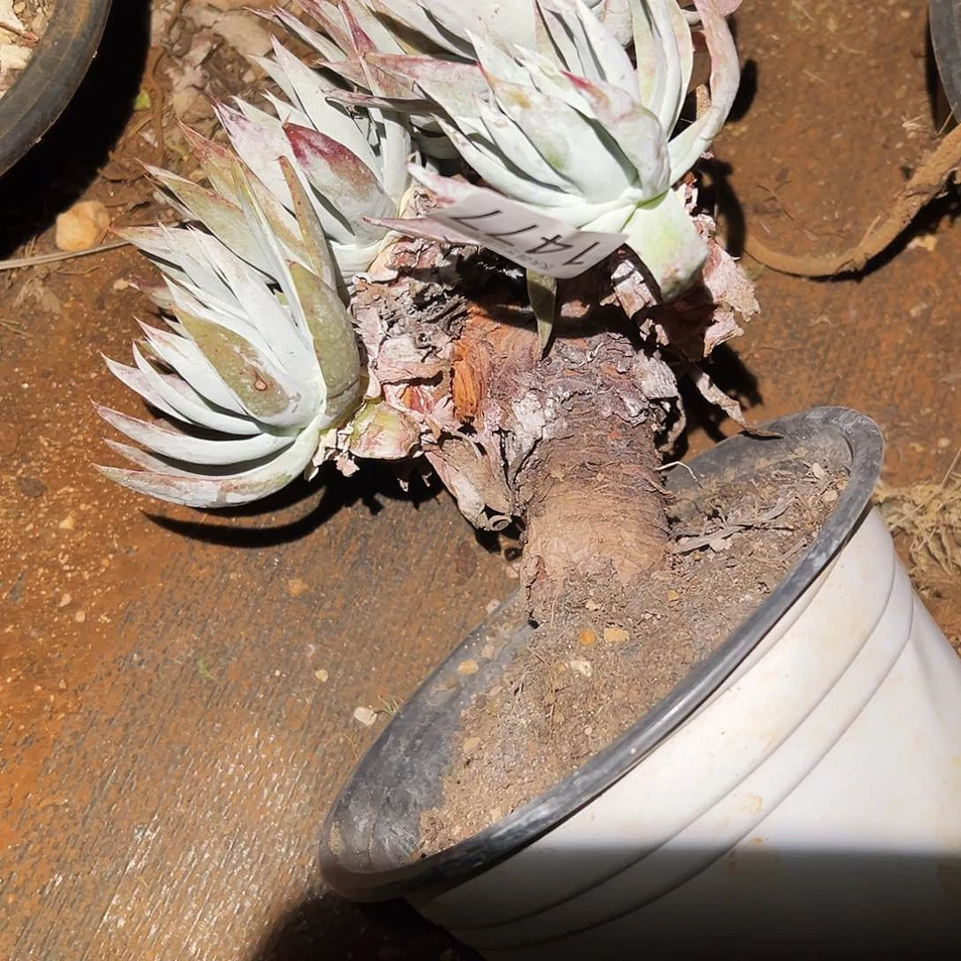 用****1白衣圣徒仙女杯多肉。