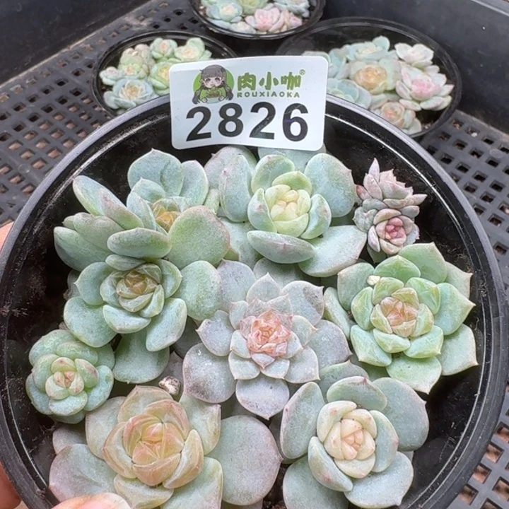 多肉植物多肉植物