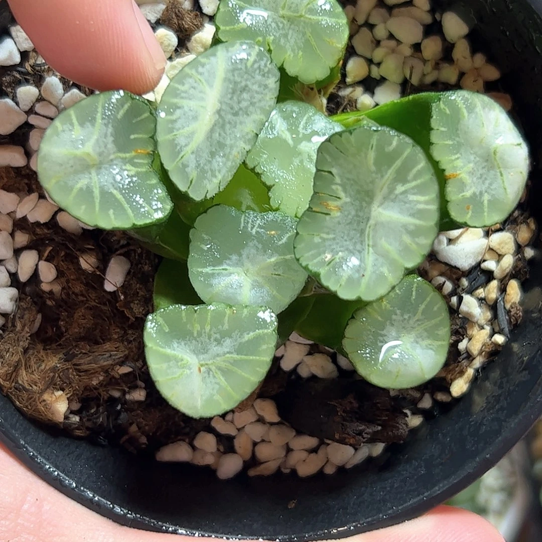 马萨林十二卷多肉植物