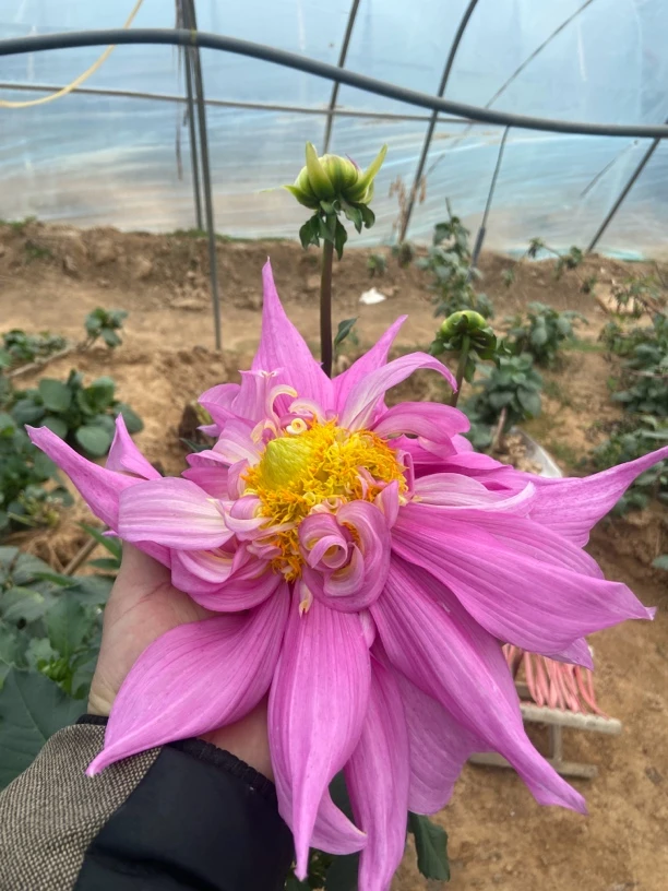 大丽花新品四季开花室内外好养花卉（原土发货）