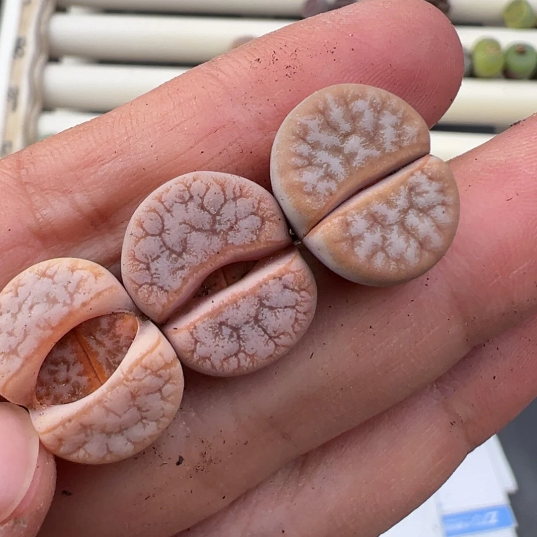 12.10好看的多肉脱土发货709