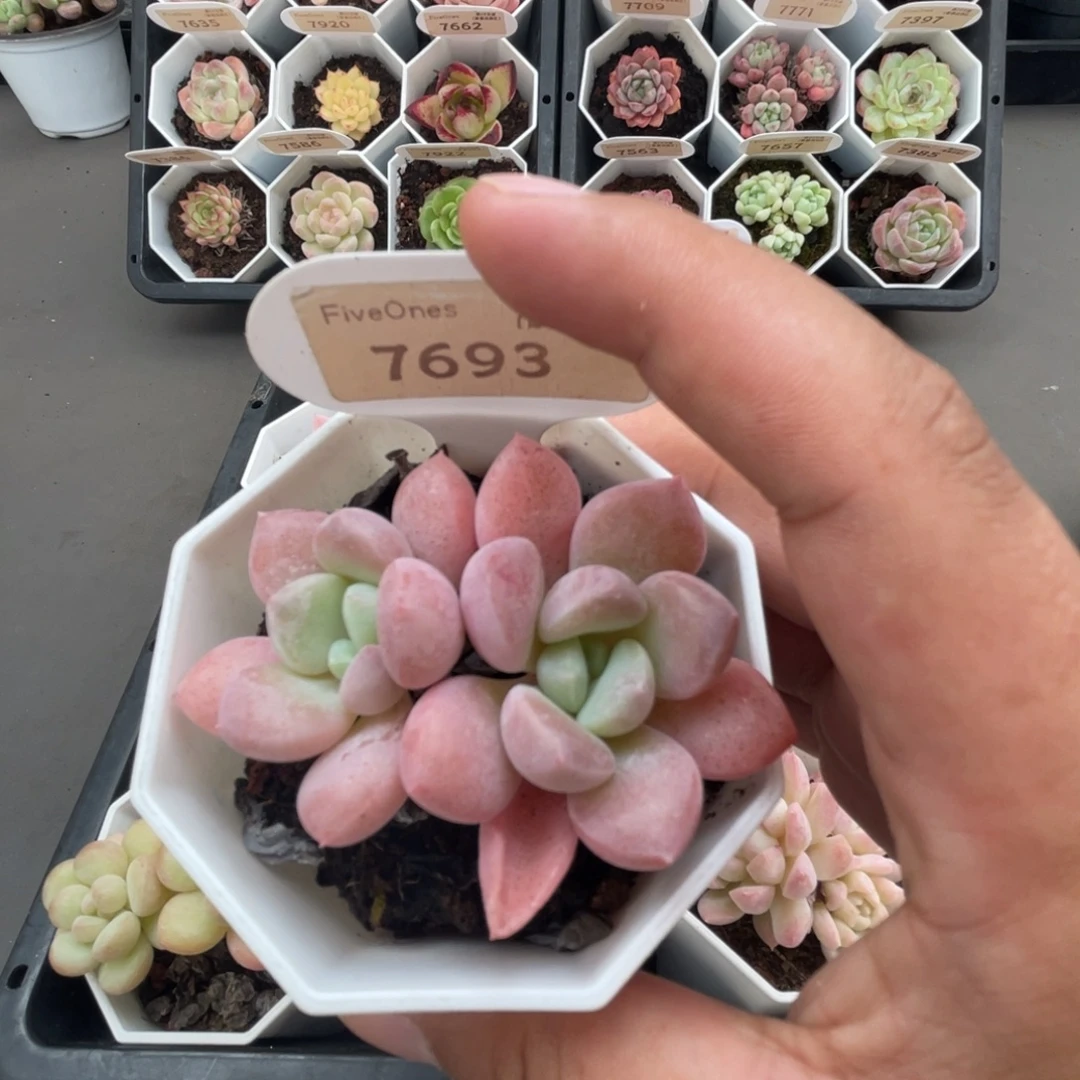 7693白鹭 4.5厘米