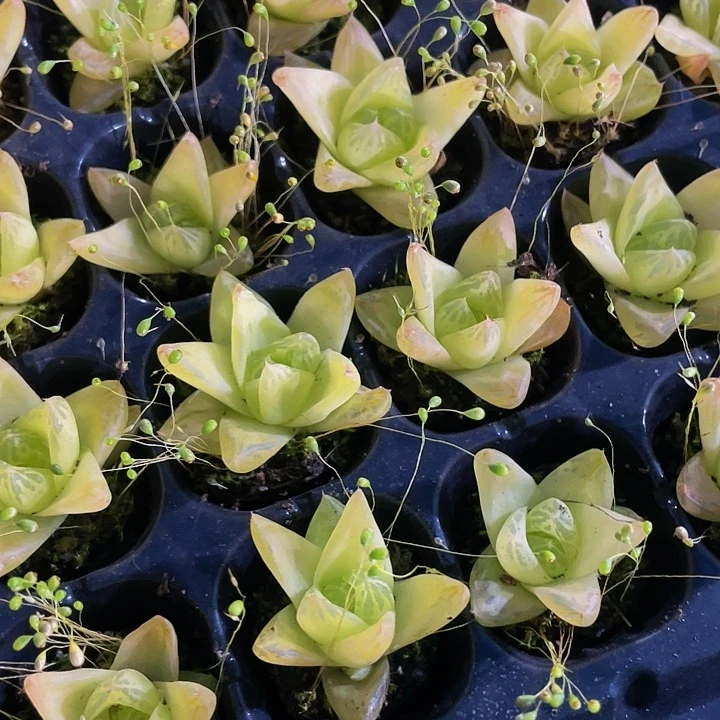 小黄金玉露1元带土