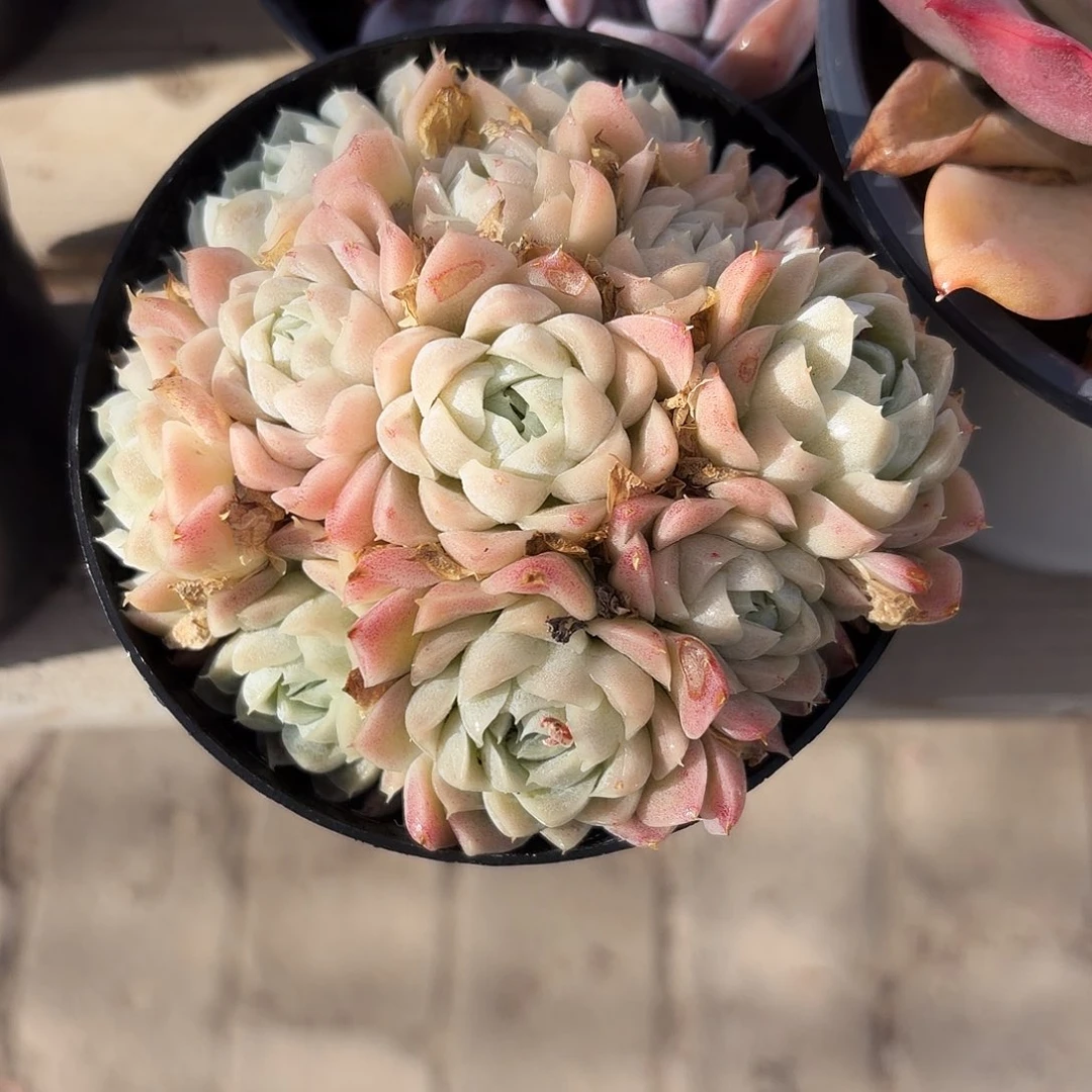 白雪公主多肉植物24.8