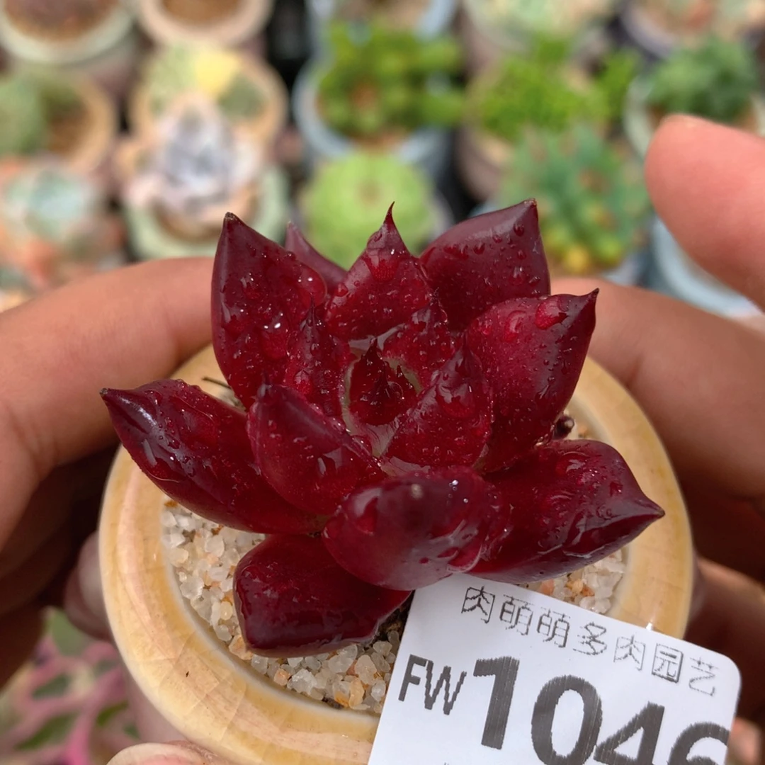 无花朵肉萌萌5cm拇指盆精控多肉FV1048