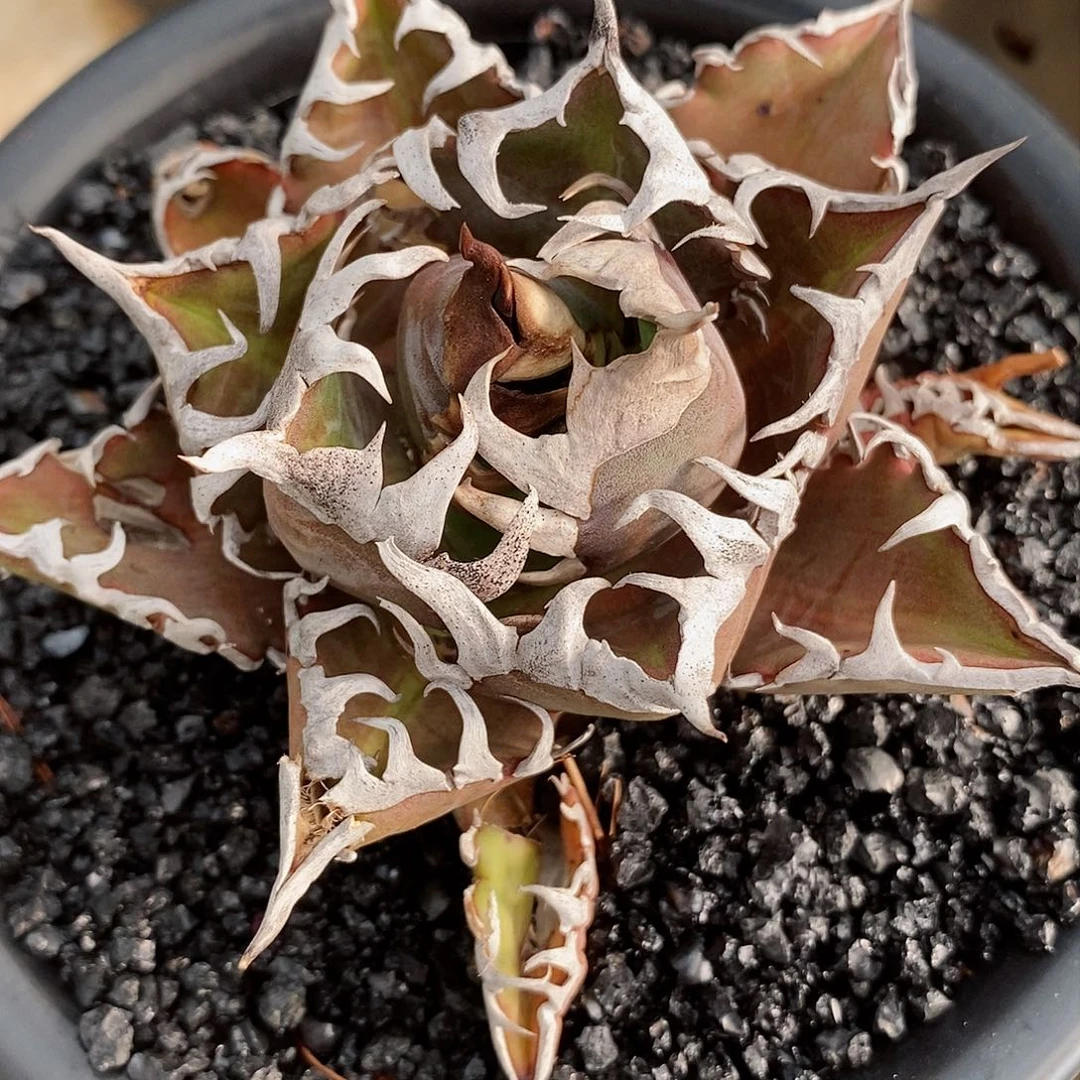 愉***睡红猫。龙舌兰。111