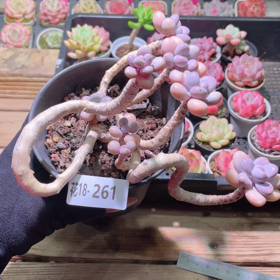 花利美18-261桃蛋