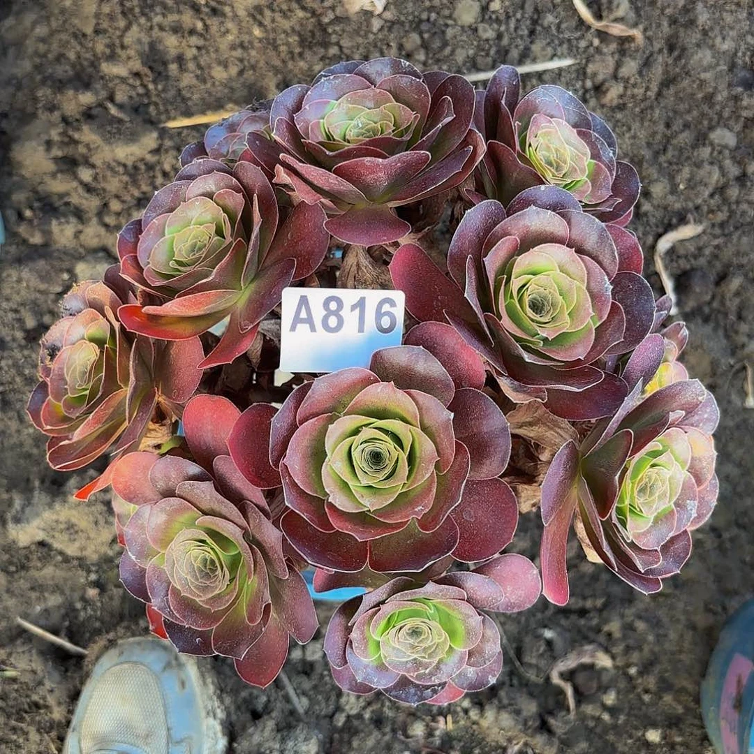 魅金玫瑰8-26偏远不包邮