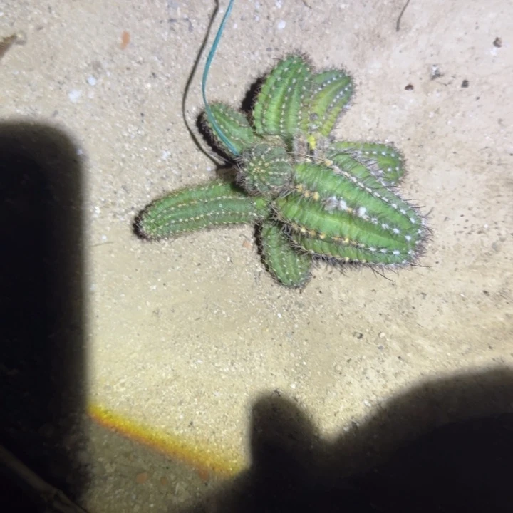 矮胖白檀393白檀666