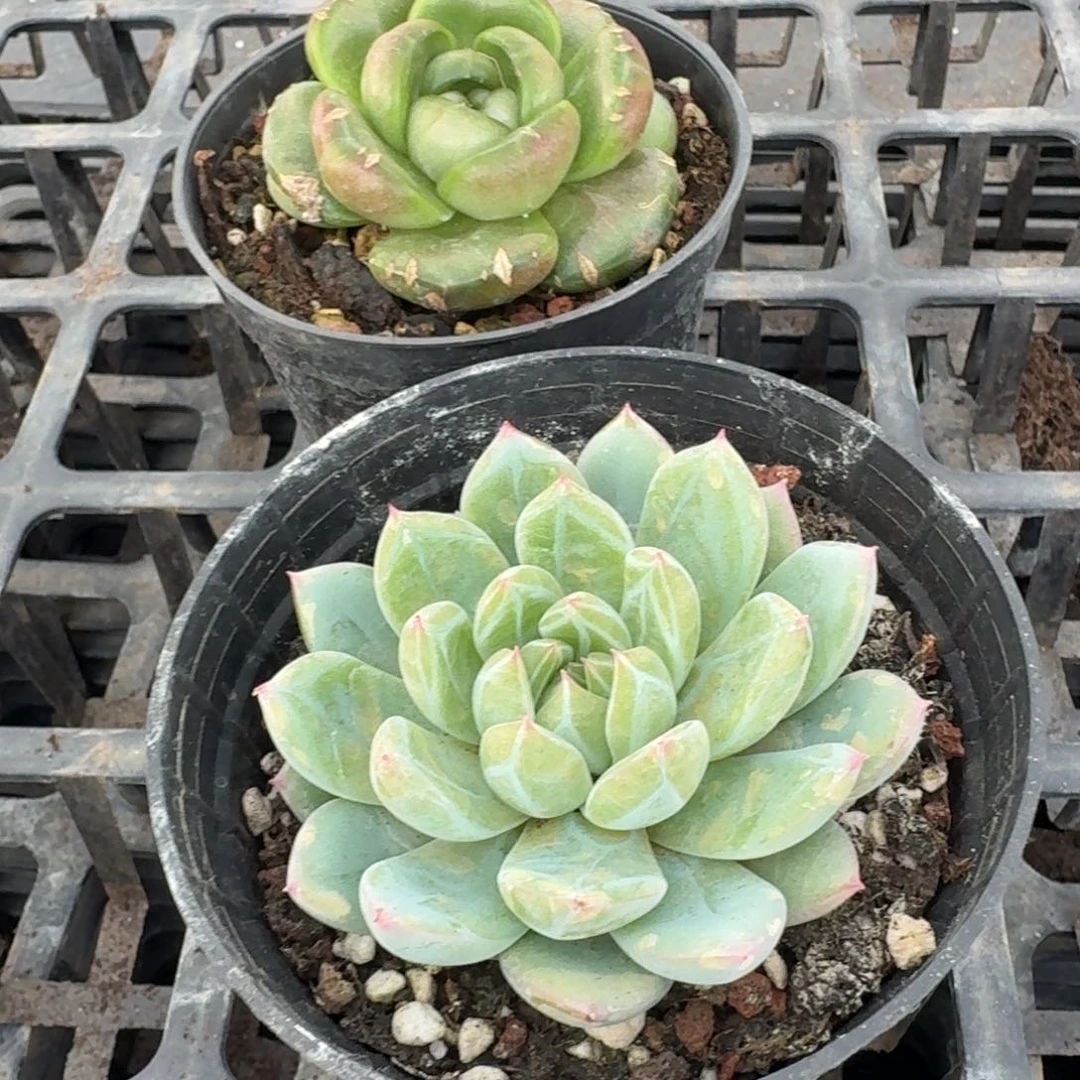 雪花珍妮皮艾拉珍妮特殊种各一颗量拍27-18脱土发货