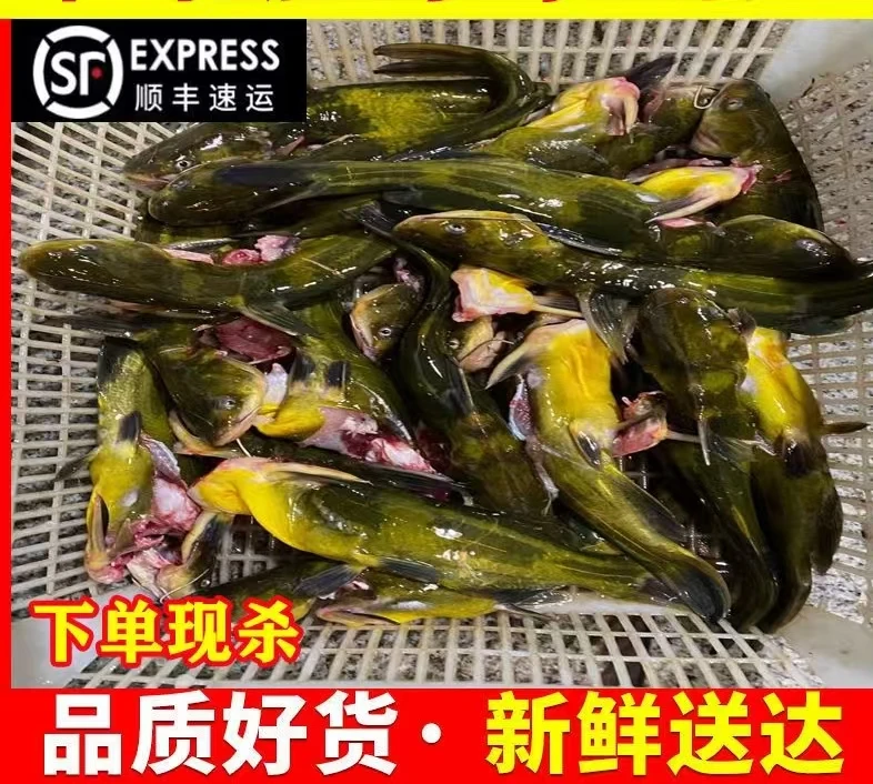 千岛湖黄辣丁特产嘎牙子鱼鲜美淡水鱼
