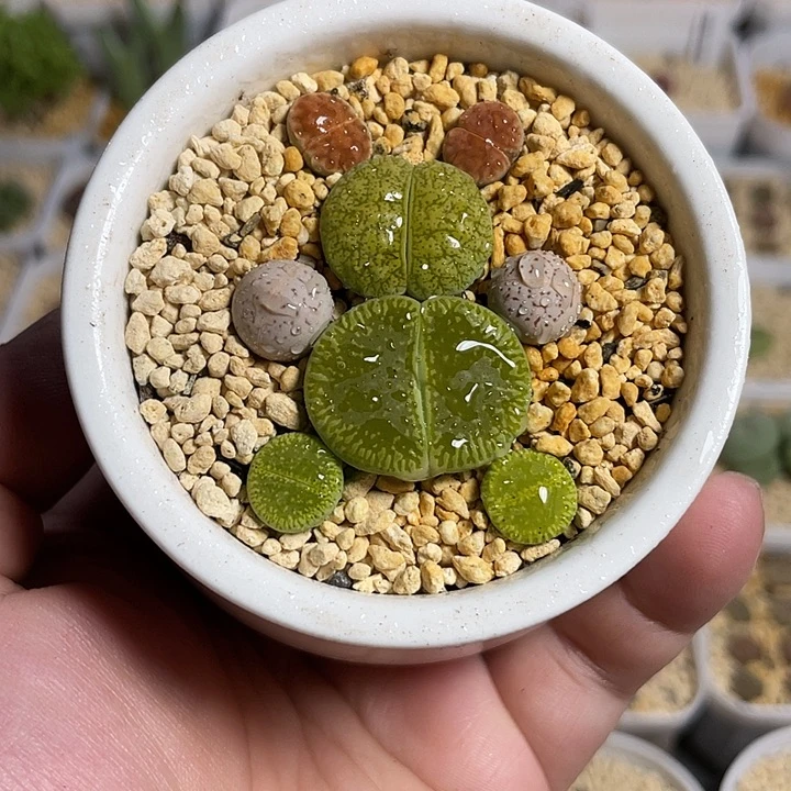 佳人园艺多肉生石花大盆土发