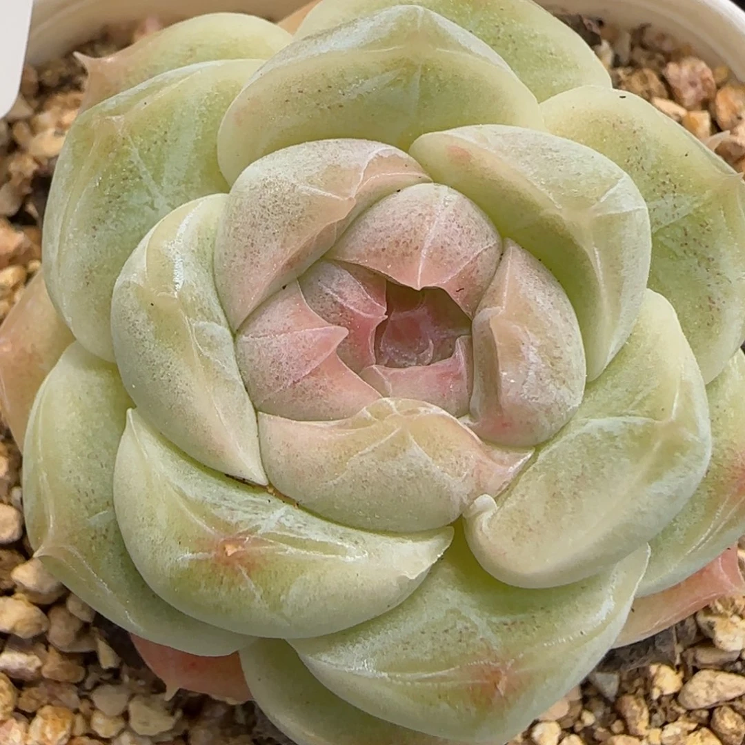 花语逸镜0219-427