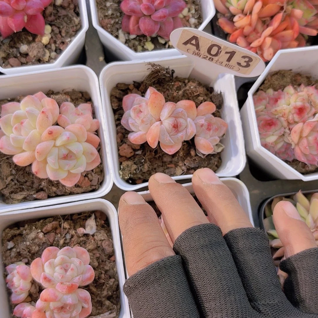 ?****乐A013香妃群yi wu yi pai