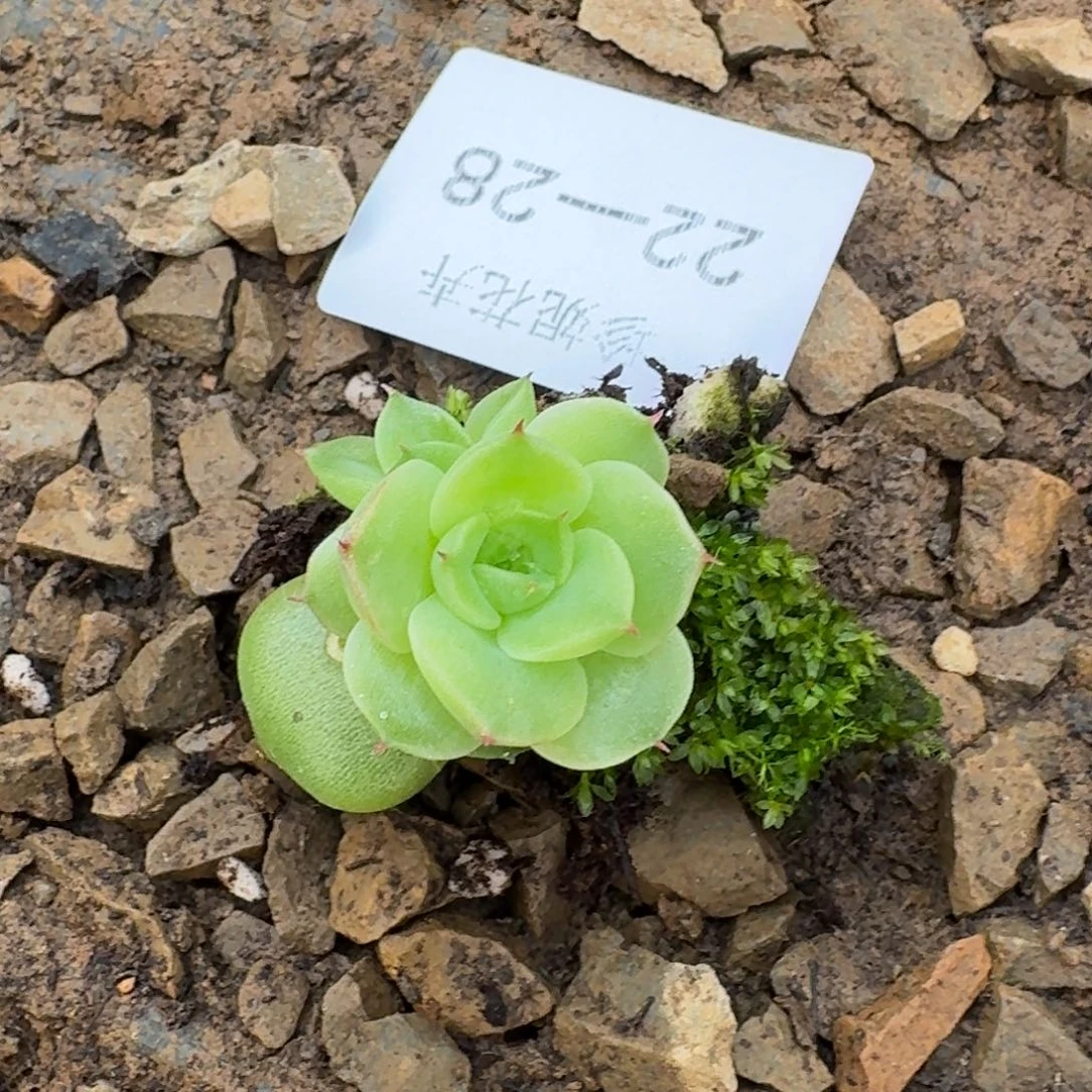 麦秆珍妮一颗叶插22-28