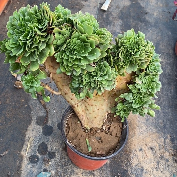 绿玫瑰缀有豁口49多肉植物法师法师