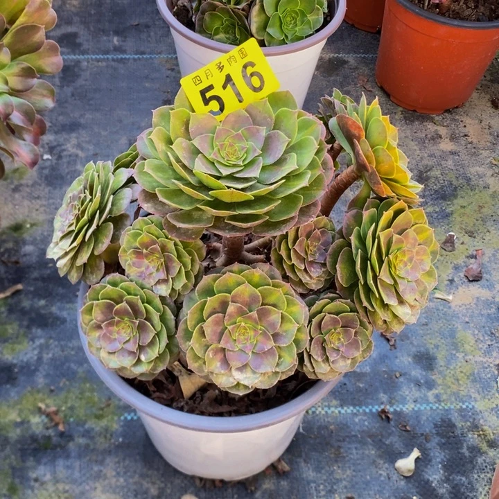 新***】多肉倾城中班516000