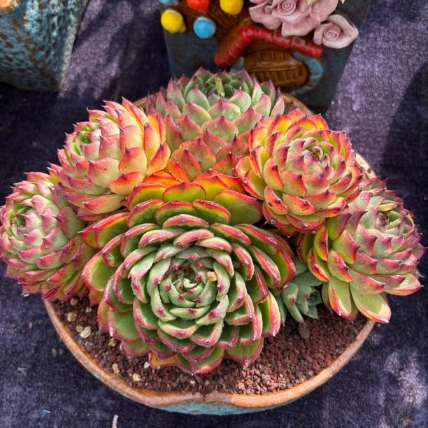 多肉一物一拍月亮石无砍大群生老桩叶展27cm