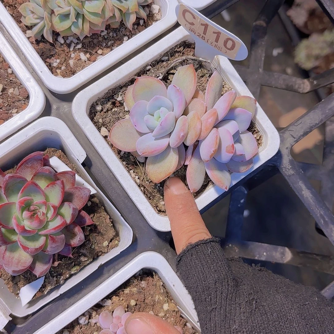 C110奶茶一物一拍