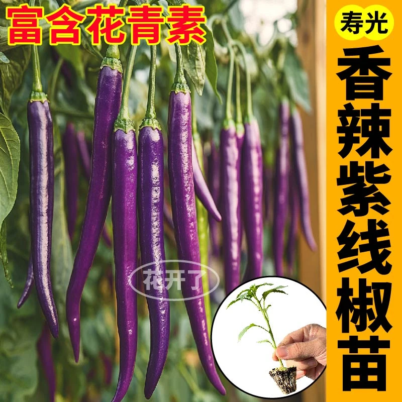 寿光紫线椒苗秧紫辣椒种苗黄绿线椒四季阳台盆栽庭院种植樟树港