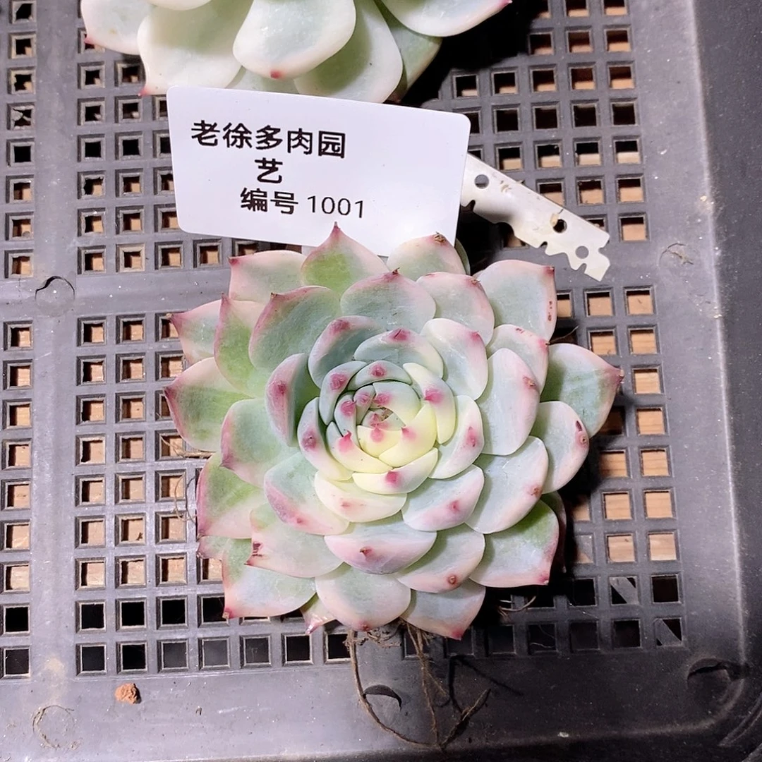 吉娃娃锦多肉植物老桩